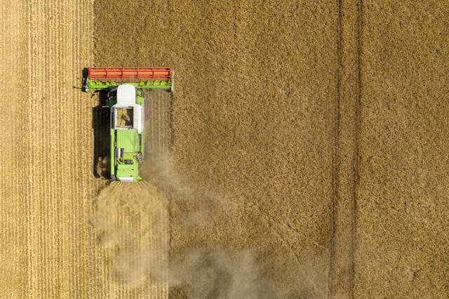 10 July 2026, Saxony, Bischofswerda: A combine harvester drives across a field of rye. Photo: Sebastian Kahnert/dpa