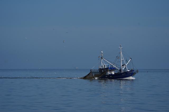 13 July 2026, Lower Saxony, Cuxhaven: Seagulls are flying behind a fishing boat in the Elbe estuary. Photo: Marcus Brandt/dpa
