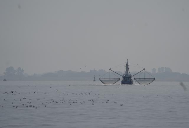 13 July 2026, Lower Saxony, Cuxhaven: Seagulls are flying behind a fishing boat in the Elbe estuary. Photo: Marcus Brandt/dpa