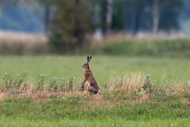 14 July 2026, Baden-Wuerttemberg, Donaueschingen: A hare is standing in a meadow, looking up. Photo: Silas Stein/dpa