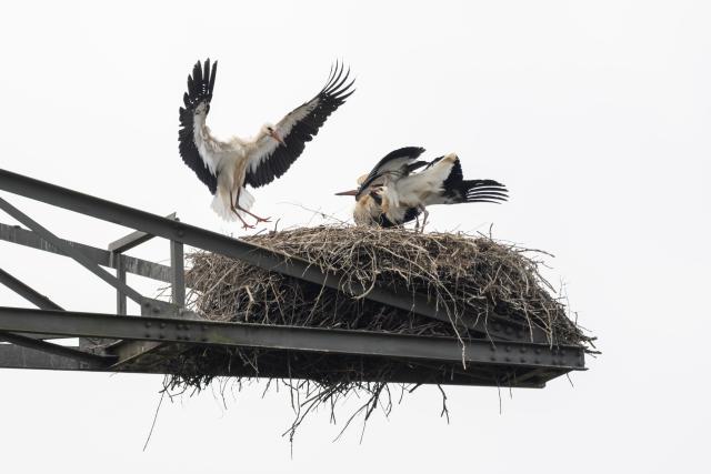 14 July 2026, Baden-Wuerttemberg, Donaueschingen: A stork flies toward a stork's nest located on a high-voltage power pole. Photo: Silas Stein/dpa