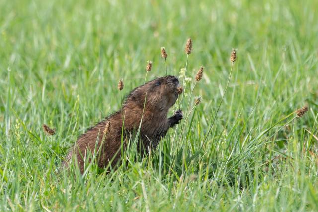 14 July 2026, Baden-Wuerttemberg, Donaueschingen: A muskrat can be seen in a meadow near Donaueschingen on a sunny day. Photo: Silas Stein/dpa