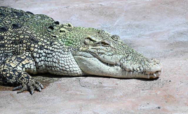 14 July 2026, Baden-Württemberg, Stuttgart: A saltwater crocodile named "Tong" is lying in its enclosure at Wilhelma in Stuttgart. Photo: Bernd Weißbrod/dpa