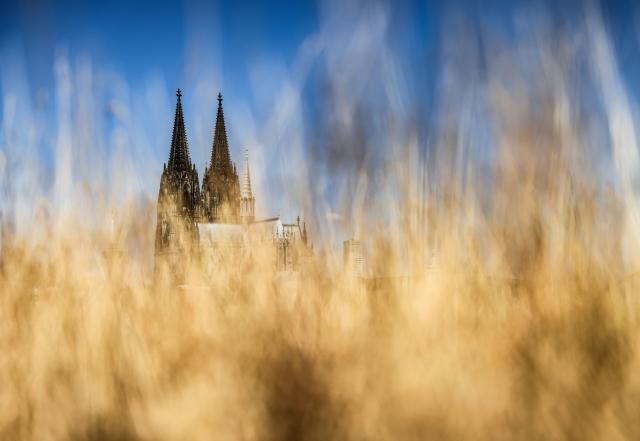 15 July 2026, North Rhine-Westphalia, Cologne: Drought-stricken grass lines the banks of the Rhine in front of Cologne Cathedral in Cologne. Photo: Oliver Berg/dpa