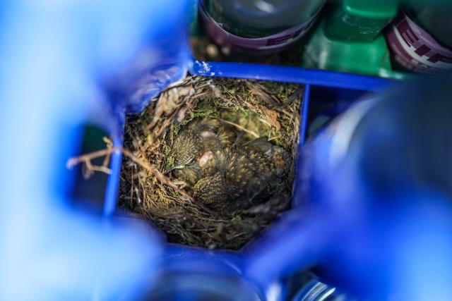 15 July 2026, North Rhine-Westphalia, Bottrop: The three hatched robin chicks are perched in their little nest inside a water tank. Photo: Christoph Reichwein/dpa