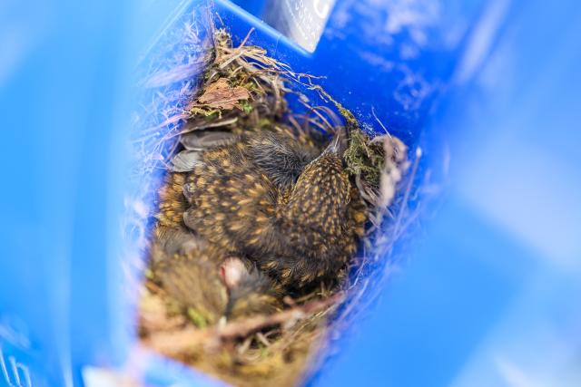 15 July 2026, North Rhine-Westphalia, Bottrop: The three hatched robin chicks are perched in their little nest inside a water tank. Photo: Christoph Reichwein/dpa