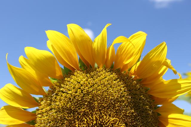 15 July 2026, Sachsen-Anhalt, Ermsleben: Sunflowers grow in the midday sun in a field near Ermsleben. While young plants turn toward the sun, mature plants hardly turn at all. Photo: Matthias Bein/dpa