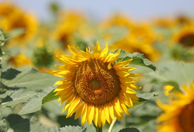 15 July 2026, Sachsen-Anhalt, Ermsleben: Sunflowers grow in the midday sun in a field near Ermsleben. While young plants turn toward the sun, mature plants hardly turn at all. Photo: Matthias Bein/dpa