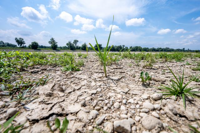 15 July 2026, Bavaria, Pfelling: A sandbar along the Danube, which is currently at low water, has dried up. Photo: Armin Weigel/dpa