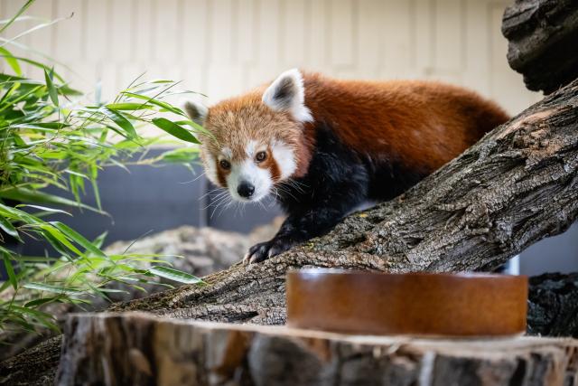 20 July 2026, Thuringia, Erfurt: Lilli, an 11-year-old female red panda, stands in her new home at the Thueringer Zoopark Erfurt. Photo: Jacob Schröter/dpa