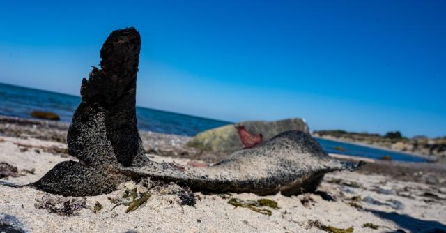 FILED - 08 May 2023, Mecklenburg-Western Pomerania, Nonnevitz: FILE PHOTO - A dead harbor porpoise lies on the beach of the island of Ruegen near Nonnevitz on the Wittow peninsula. Photo: Stefan Sauer/dpa