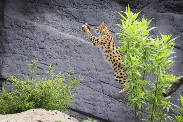 23 July 2026, Hamburg: A young serval (Leptailurus serval) takes part in hunting training at Hagenbeck Zoo in Hamburg. Using a fishing rod and homemade bait made from dead chicks and ostrich feathers, keeper Uwe Fischer encourages the serval's natural hunting behaviour during a feeding session. Photo: Christian Charisius/dpa