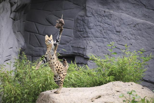 23 July 2026, Hamburg: A young serval (Leptailurus serval) takes part in hunting training at Hagenbeck Zoo in Hamburg. Using a fishing rod and homemade bait made from dead chicks and ostrich feathers, keeper Uwe Fischer encourages the serval's natural hunting behaviour during a feeding session. Photo: Christian Charisius/dpa