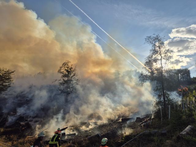 23 July 2026, Saarland, Nonnweiler: Birds fly through thick smoke above a herd of goats during a forest fire. Photo: Florian Blaes/dpa