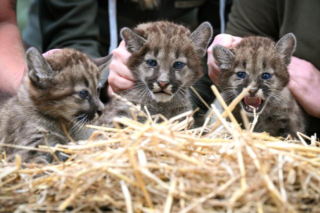 24 July 2026, Lower Saxony, Stroehen: Three puma cubs are examined and vaccinated at the zoo. Contrary to earlier assumptions, the litter consists of two males and one female. The cubs were born on June 6, 2026, and spent their first weeks in the birthing box. Photo: Sina Schuldt/dpa