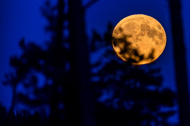 29 July 2026, Brandenburg, Leuthen: The full moon rises between the pine trees in Brandenburg. Photo: Frank Hammerschmidt/dpa