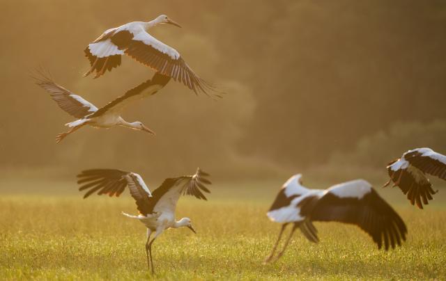 02 August 2026, Baden-Wuerttemberg, Unlingen: In the morning, shortly after sunrise, storks are out and about in a nature reserve along the Danube. Photo: Thomas Warnack/dpa