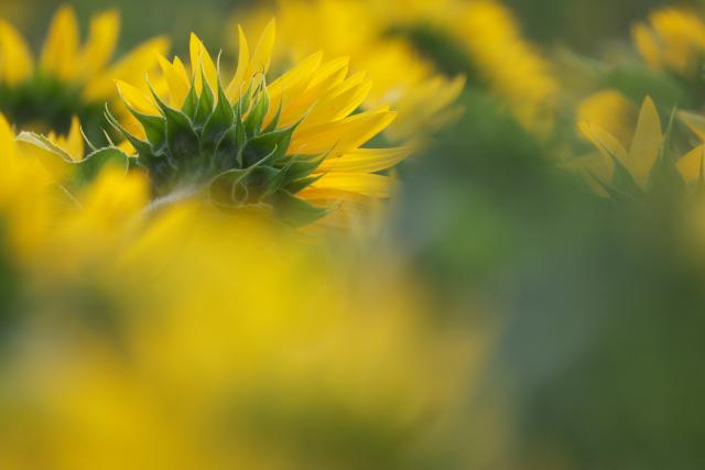 02 August 2026, Baden-Wuerttemberg, Unlingen: Sunflowers in bloom stand in a field in Upper Swabia Photo: Thomas Warnack/dpa