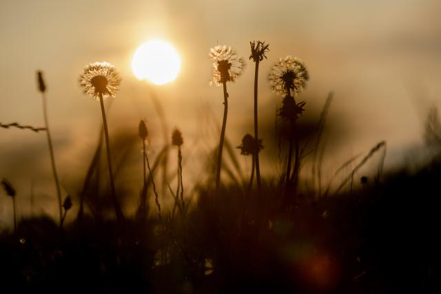 02 August 2026, Baden-Wuerttemberg, Unlingen: The sun rises behind dandelions in the morning Photo: Thomas Warnack/dpa