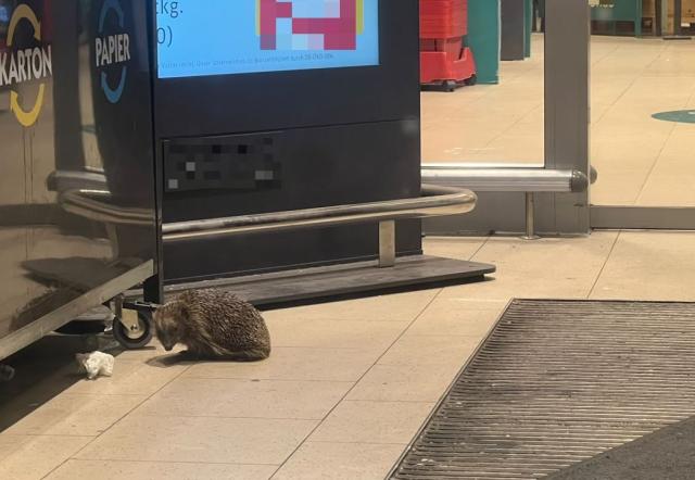 HANDOUT - 04 August 2026, Hesse, Muehlheim am Main: A hedgehog sits in the entrance area of a supermarket. Police find the animal after a burglar alarm is triggered. Photo: ---/Polizei Südosthessen/dpa - ATTENTION: editorial use only in connection with the latest coverage and only if the credit mentioned above is referenced in full