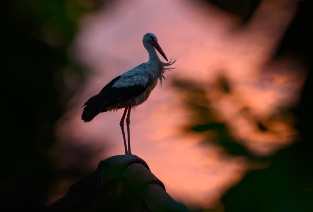 06 August 2026, Brandenburg, Sieversdorf: At dusk, a white stork (Ciconia ciconia) stands as a silhouette on a rooftop against a sky filled with clouds glowing intensely red and orange. Photo: Patrick Pleul/dpa