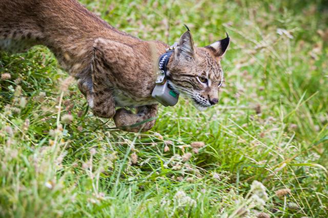 07 August 2026, Lower Saxony, Osterwald: A female lynx is being released into the wild in the Osterwald forest in the Leinebergland region. Lynx remain listed on Lower Saxony's Red List as "critically endangered" and "in a poor conservation status." Photo: Moritz Frankenberg/dpa
