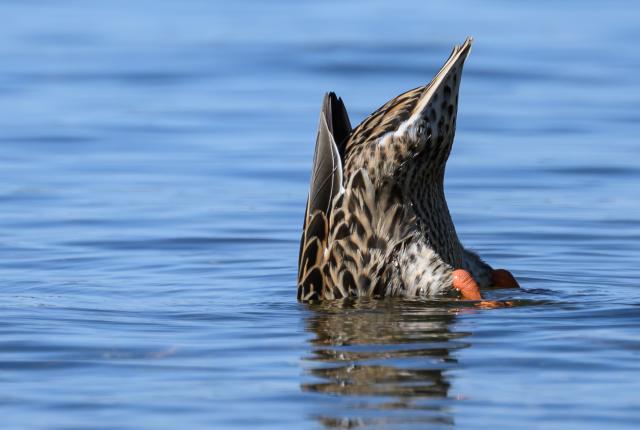 08 August 2026, Saxony, Markkleeberg: A duck dips its head into the water of Lake Cospuden. Photo: Hendrik Schmidt/dpa
