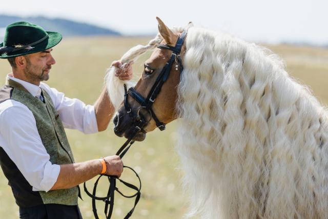 09 August 2026, Thuringia, Meura: Claus Buber prepares his stud stallion "Shaolin" for the stud show marking the 70th anniversary of the Meura Haflinger Stud. Photo: Michael Reichel/dpa