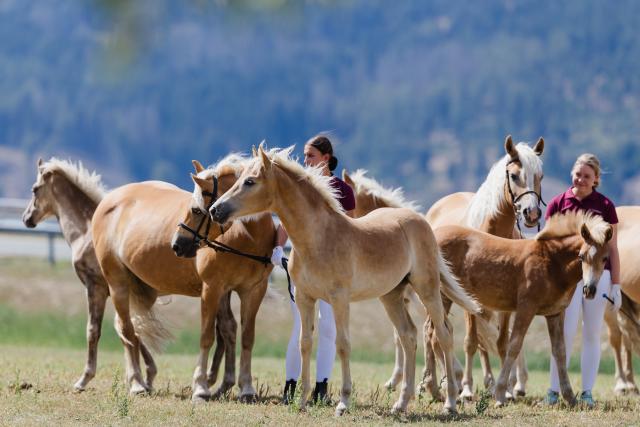 09 August 2026, Thuringia, Meura: Horses stand in a field during the stud farm show celebrating the 70th anniversary of the Meura Haflinger Stud. Photo: Michael Reichel/dpa