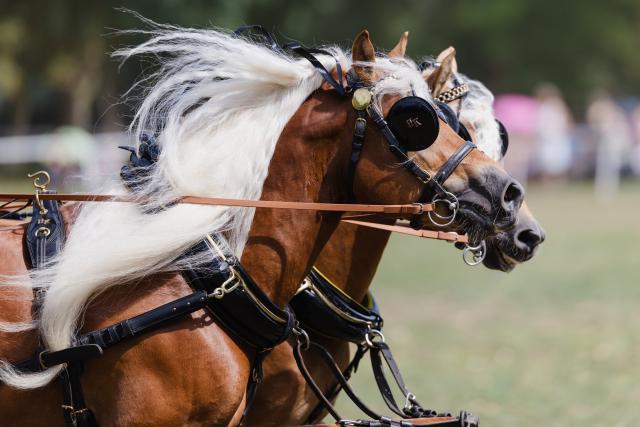 09 August 2026, Thuringia, Meura: Horses wearing bridles seen at the stud farm show celebrating the 70th anniversary of the Meura Haflinger Stud Farm. Photo: Michael Reichel/dpa