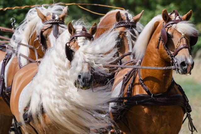 09 August 2026, Thuringia, Meura: Horses wearing bridles seen at the stud farm show celebrating the 70th anniversary of the Meura Haflinger Stud Farm. Photo: Michael Reichel/dpa