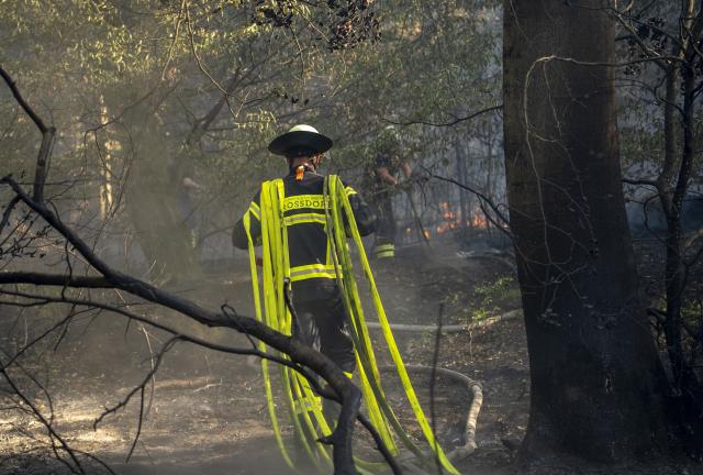 10 August 2026, Hesse, Rodenbach: A firefighter is dragging fire hoses toward the source of the fire in a wooded area. Photo: Andreas Arnold/dpa