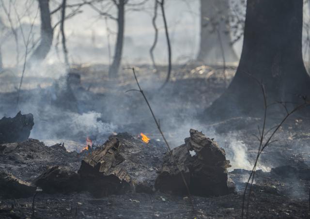 10 August 2026, Hesse, Rodenbach: Small fires burn in the wooded area near the weekend home community. Photo: Andreas Arnold/dpa