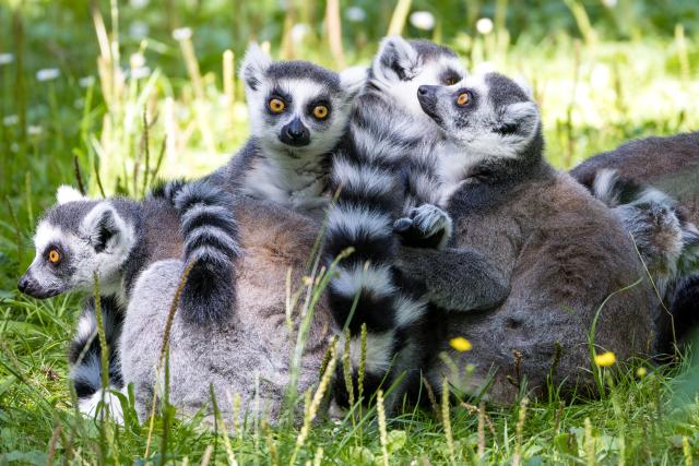 11 August 2026, Brandenburg, Cottbus: Ring-tailed lemurs sit in their enclosure at the Cottbus Zoo. Photo: Frank Hammerschmidt/dpa