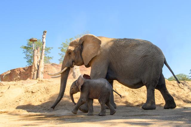 12 August 2026, Saxony-Anhalt, Magdeburg: A baby elephant walks alongside its mother, Sweni, in the "Africambo" African exhibit at Magdeburg Zoo. The calf, a female, was born on August 6, 2026, at Magdeburg Zoo, weighing 113 kilograms. Sweni and her calf have recently become visible to visitors in the zoo's outdoor enclosure. "Africambo" is a 2-hectare savanna landscape surrounded by an 800-meter path. Photo: Klaus-Dietmar Gabbert/dpa