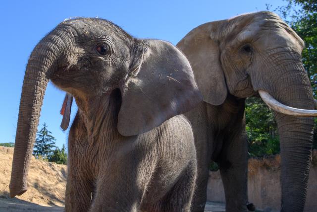 12 August 2026, Saxony-Anhalt, Magdeburg: A baby elephant (L) stands next to its mother, Sweni, in the "Africambo" African exhibit at Magdeburg Zoo. The calf was born on August 6, 2026, at Magdeburg Zoo, and weighs 113 kilograms. The sex of the baby elephant is still unknown. Sweni and her calf have recently become visible to visitors in the zoo's outdoor enclosure. "Africambo" is a 2-hectare savanna landscape surrounded by an 800-meter path. Photo: Klaus-Dietmar Gabbert/dpa