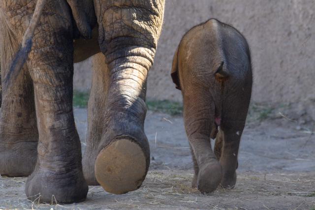 12 August 2026, Saxony-Anhalt, Magdeburg: A baby elephant walks alongside its mother, Sweni, in the "Africambo" African exhibit at Magdeburg Zoo. The calf, a female, was born on August 6, 2026, at Magdeburg Zoo, weighing 113 kilograms. Sweni and her calf have recently become visible to visitors in the zoo's outdoor enclosure. "Africambo" is a 2-hectare savanna landscape surrounded by an 800-meter path. Photo: Klaus-Dietmar Gabbert/dpa