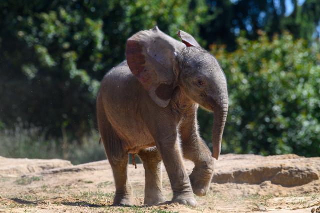 12 August 2026, Saxony-Anhalt, Magdeburg: A baby elephant walks through the "Africambo" African exhibit at Magdeburg Zoo. The calf was born at Magdeburg Zoo on August 6, 2026, and weighs 113 kilograms. The sex of the baby elephant is still unknown. Sweni and her calf have recently become visible to visitors in the zoo's outdoor enclosure. "Africambo" is a 2-hectare savanna landscape surrounded by an 800-meter trail. Photo: Klaus-Dietmar Gabbert/dpa