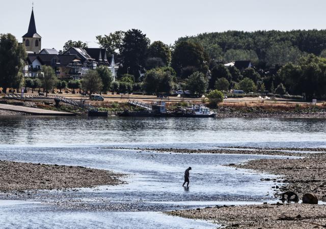 13 August 2026, North Rhine-Westphalia, Bornheim: A man walks through the Rhine river near the Herseler Warth, between sandbars, during low water levels. Photo: Oliver Berg/dpa
