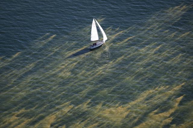 13 August 2026, Mecklenburg-Western Pomerania, Zingst: Streaks of so-called blue-green algae (cyanobacteria) have formed north of Zingst in the Baltic Sea. Photo: Philip Dulian/dpa