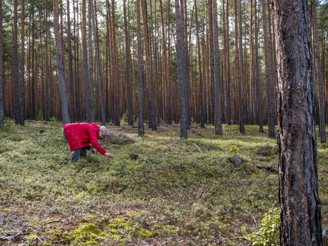 FILED - 05 October 2022, Brandenburg, Kolkwitz: FILE PHOTO - A woman picks lingonberries in the woods. These tannin-rich berries pair well with game dishes and can also be made into delicious jam and jelly. Photo: Frank Hammerschmidt/dpa