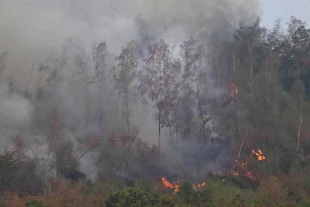 14 August 2026, North Rhine-Westphalia, Hürtgenwald: Flames are blazing in a forest fire in the Hürtgenwald, not far from the village of Gey. Several hundred hectares of forest are ablaze. Photo: Federico Gambarini/dpa