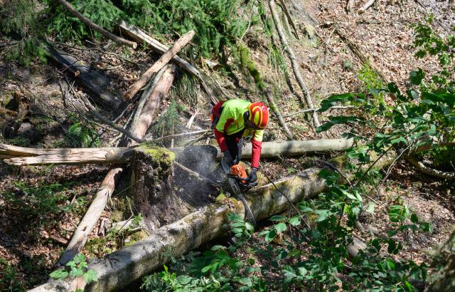 14 August 2026, Saxony, Hohnstein: A forest worker from Sachsenforst clears fallen trees in Amselgrund in Saxon Switzerland. A localized storm had left a trail of destruction in the spa town of Rathen. Photo: Robert Michael/dpa