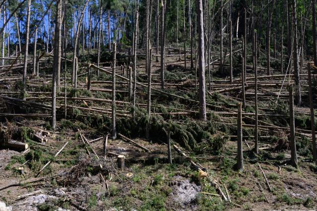 14 August 2026, Saxony, Hohnstein: A view of the storm damage in Amselgrund in Saxon Switzerland. A localized storm had left a trail of destruction in the spa town of Rathen. Photo: Robert Michael/dpa