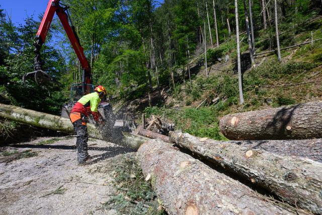 14 August 2026, Saxony, Hohnstein: A forest worker from Sachsenforst clears fallen trees in Amselgrund in Saxon Switzerland. A localized storm had left a trail of destruction in the spa town of Rathen. Photo: Robert Michael/dpa