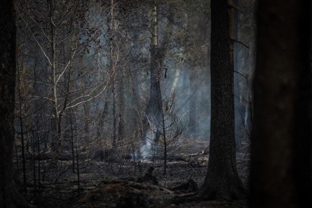 16 August 2026, North Rhine-Westphalia, Huertgenwald: A view of burned trees and scorched forest area after firefighting efforts. Photo: Christian Knieps/dpa