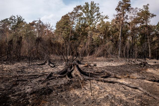 16 August 2026, North Rhine-Westphalia, Huertgenwald: A view of burned trees and scorched forest area after firefighting efforts. Photo: Christian Knieps/dpa