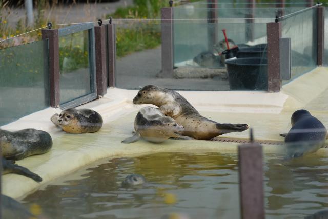 PRODUCTION - 30 July 2026, Schleswig-Holstein, Friedrichskoog: Seal pups are lying in a pool at the Friedrichskoog Seal Sanctuary. Photo: Marcus Brandt/dpa