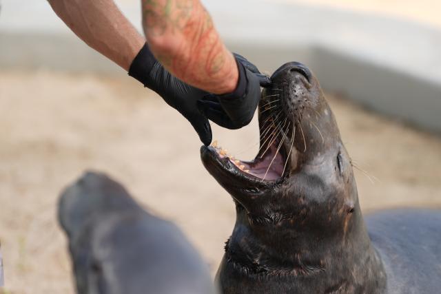 PRODUCTION - 30 July 2026, Schleswig-Holstein, Friedrichskoog: An animal caretaker examines the teeth of a gray seal at a pool at the Friedrichskoog Seal Sanctuary. Photo: Marcus Brandt/dpa