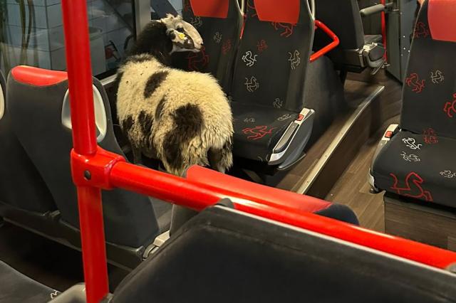 HANDOUT - 11 August 2026, North Rhine-Westphalia, Luedinghausen: A sheep stands between the seats of a public bus at the bus depot. Photo: -/Polizei Coesfeld/dpa - ACHTUNG: Nur zur redaktionellen Verwendung im Zusammenhang mit der aktuellen Berichterstattung und nur mit vollständiger Nennung des vorstehenden Credits